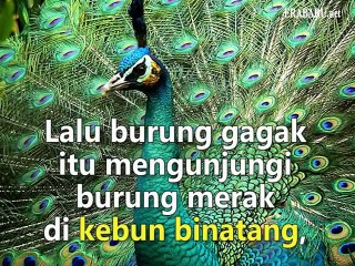 Orang yang Tidak Pernah Puas seperti Burung Gagak Hitam
