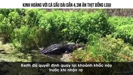 KINH HOÀNG VỚI CÁ SẤU DÀI 4.2M ĂN THỊT ĐỒNG LOẠI