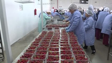 Kiraz İhracatı Tarihi Rekora Koşuyor