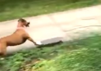 10 Out of 10 for Effort - Dog Does Her Best Tony Hawk Impression