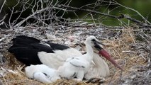 Leylekler Vadisi'nin yavruları görüntülendi - KONYA