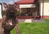 French Bulldog Leaps to Catch Drone; Narrowly Misses It