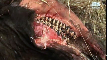 Karina Wild on Safari S01  E06 The Pride of Africa