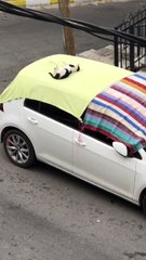 İstanbul'da beklenen dolu yağmadı, halılar kedilere kaldı