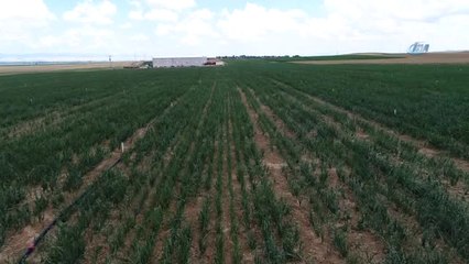 Soğan Tarlaları Havadan Görüntülendi... Üreticinin En Büyük Sıkıntısı 'Aracılar' ve 'Depolama'