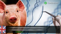 Babi dengan rekayasa gen kebal dengan wabah berbahaya - TomoNews