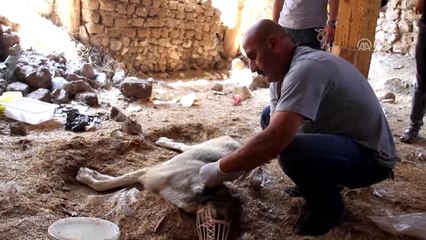 Hastalanan Gebe Köpek İçin Seferber Oldular