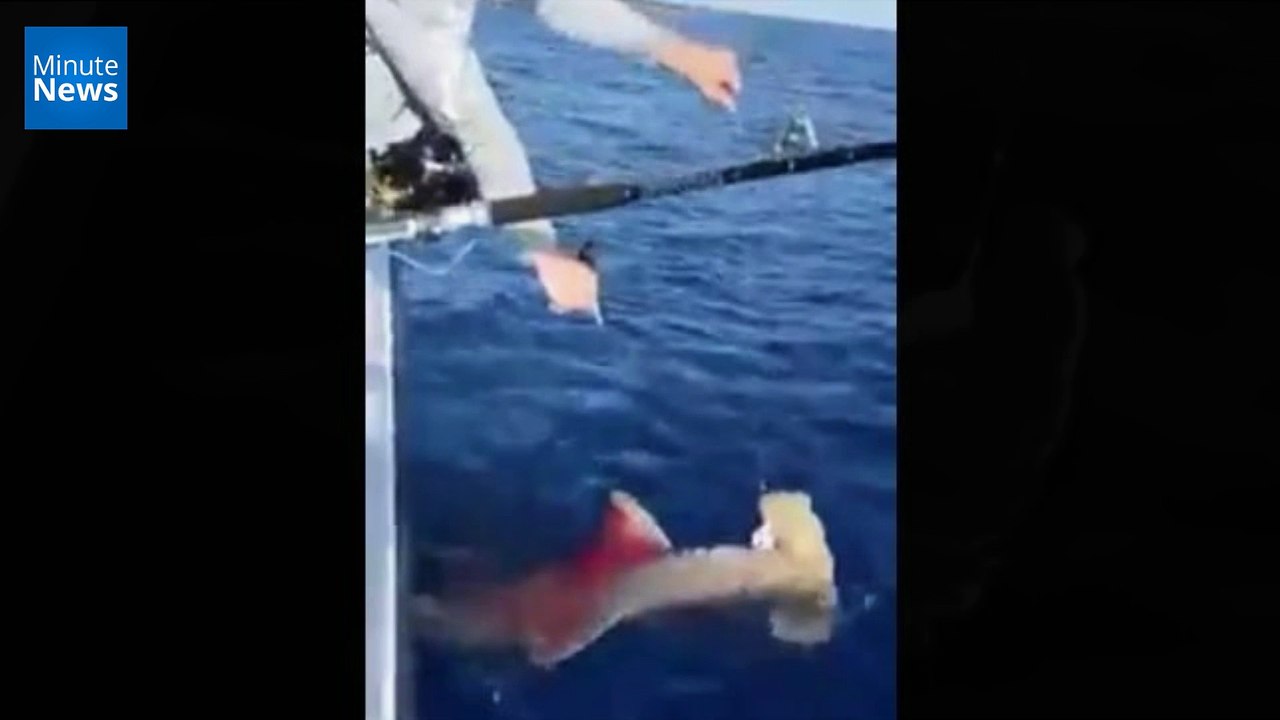 Il abat un requin-marteau et choque les internautes...