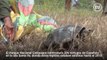 Tortugas gigantes regresan a Santa Fe para ayudar a la flora. Galapagos Conservancy y Parque Nacional Galápagos trabajan en el proyecto ►     Por Juana von Buch