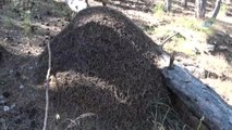 Yozgat'ta Dev Karınca Yuvaları Dikkat Çekti