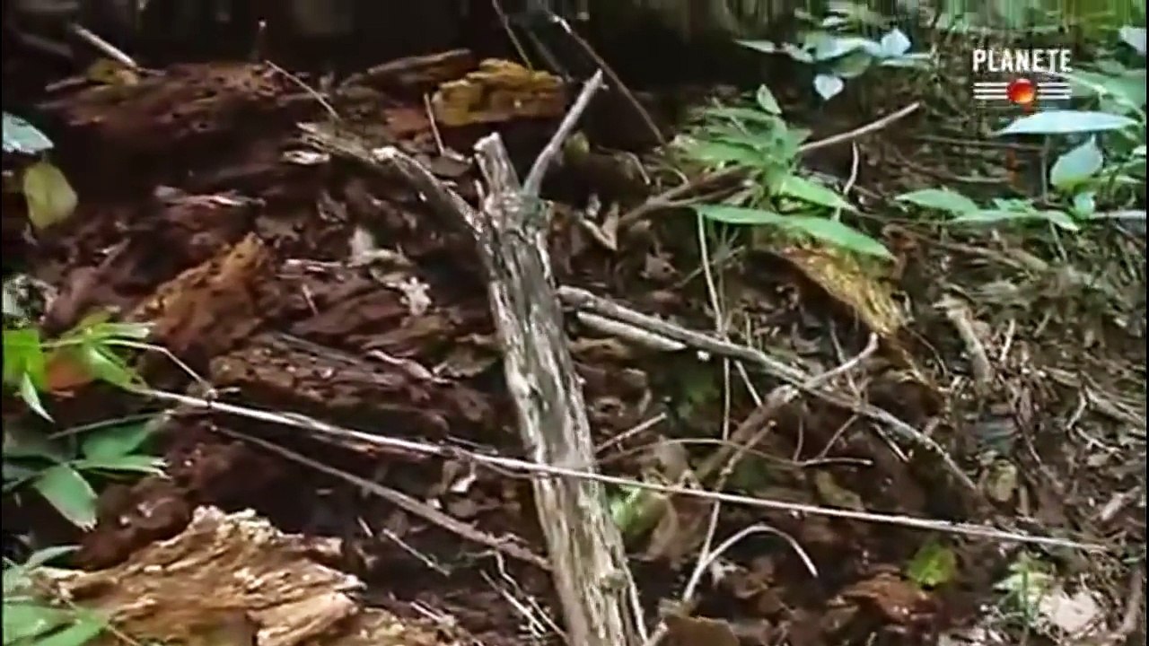 Des Fourmis Tueuses - Complet - Documentaire