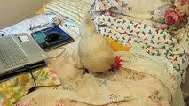 My pet hen Pepita after laying her egg on my bed