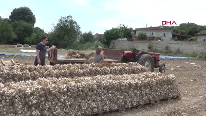 Balıkesir Yerli Sarımsağın Yerini İthal Sarımsak Aldı Hd