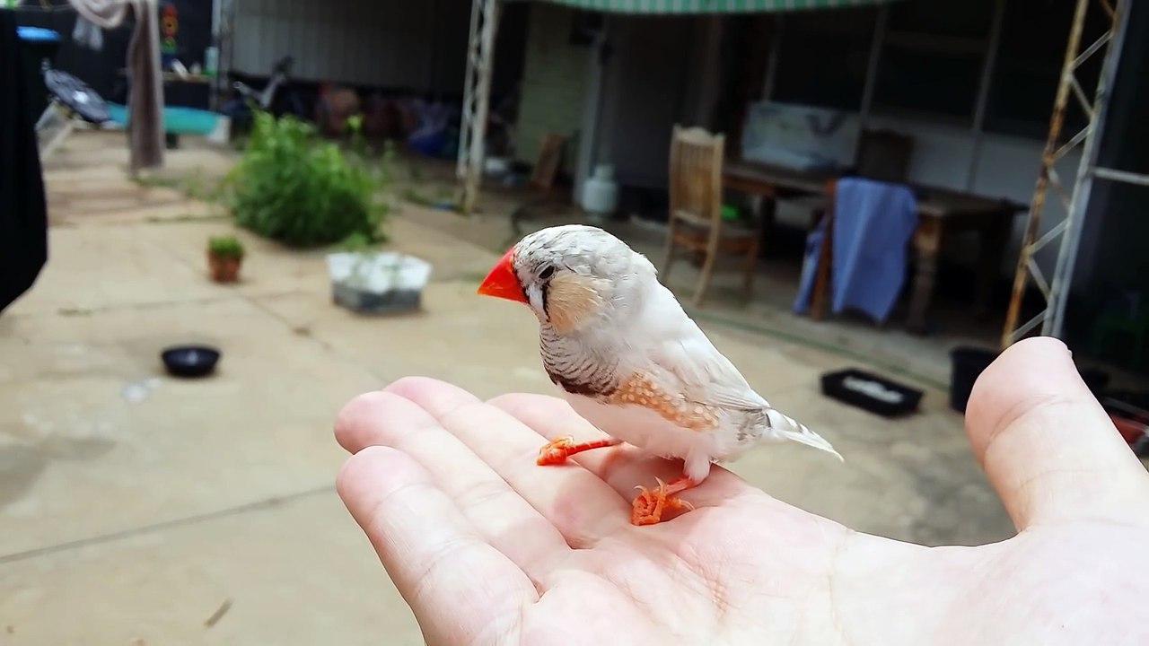 Tame Zebra Finch Outside!
