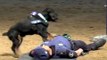 Un chien policier fait un massage cardiaque à son maitre