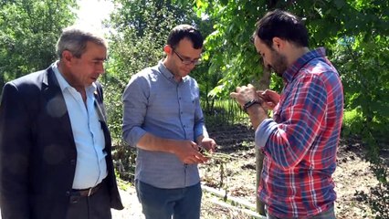 Dolu yağışı sonrası Domaniç’te zarar tespit çalışmaları devam ediyor