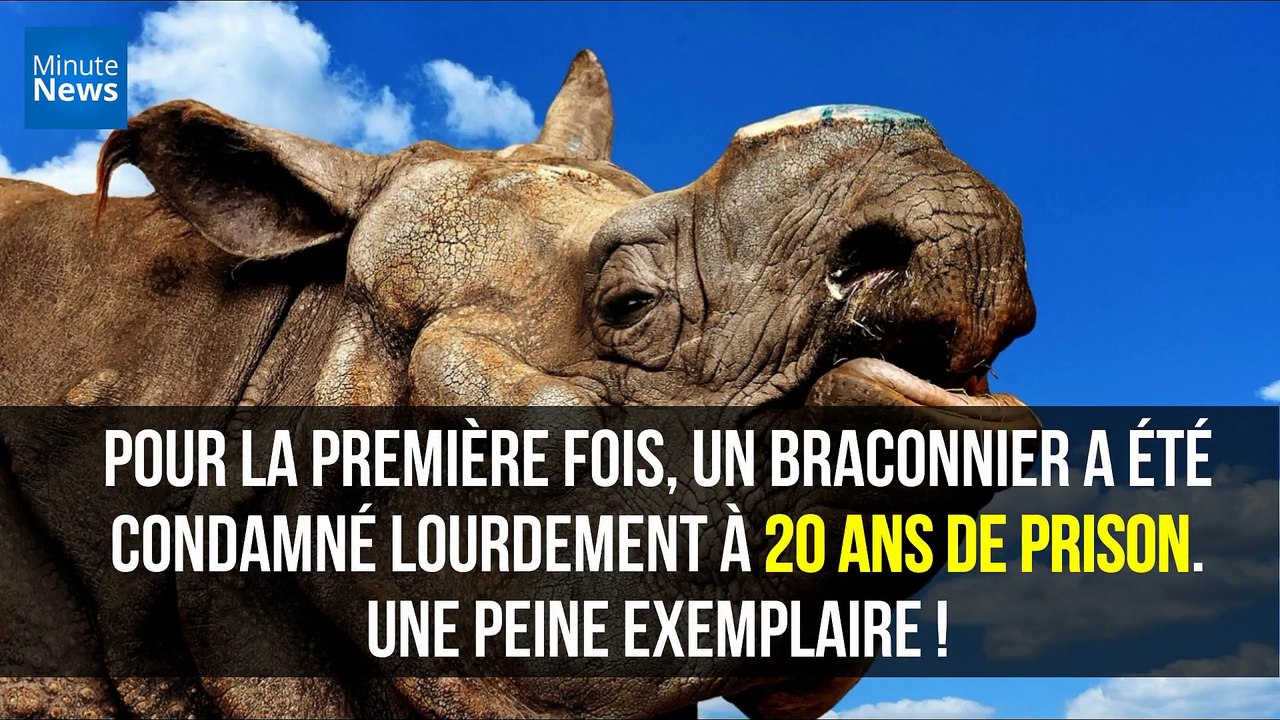 Afrique du Sud : Un braconnier de rhinocéros lourdement condamné