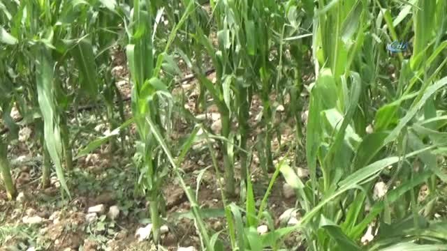 Bursa'da 30 Bin Dönüm Arazi Doludan Zarar Gördü