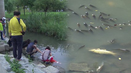 "죽어가는 수천 마리 물고기 살려라!" 시민들 구조작전 / YTN