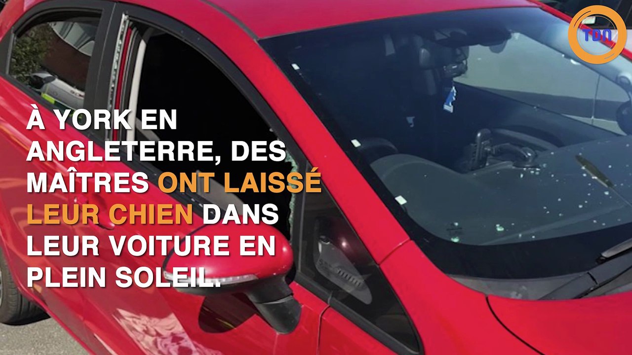 Des policiers sauvent un chien laissé dans une voiture en plein soleil