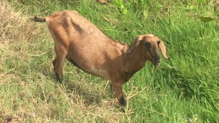 New funny Black Goat On Farm - Lovely Goat Meeting At Village (2)