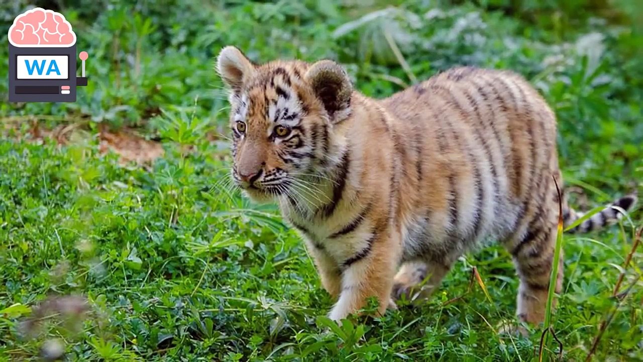 Dieser Tiger wurde aus einem Zirkus befreit - unglaublich, was man mit ihm gemacht hat...