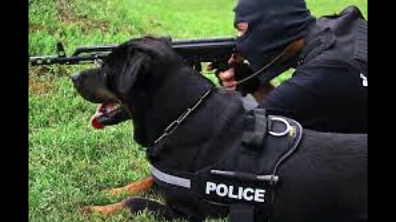 german rottweiler k9