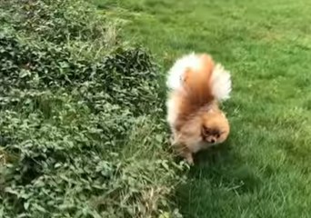 Fluffy Doggo Has an Unusual Way of Leaving His Mark
