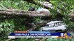 Sisters Lucky to be Alive After Massive Tree Falls on Moving Vehicle
