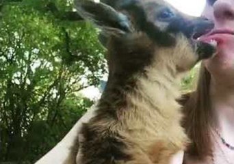 Baby Goat Really Doesn't Like Kisses