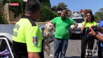 Polis ve belediye ekipleri köpeklerin imdadına yetişti
