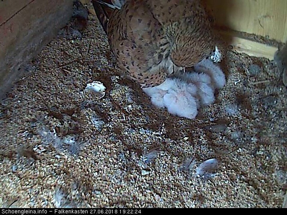 Die Falkenküken sind da