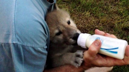 Baby Wolf Gets Bottle Fed