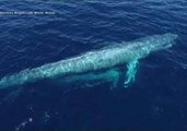 Stunning Drone Footage Captures Mom and Baby Blue Whales Near San Diego