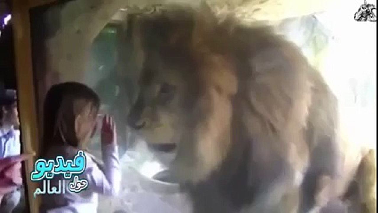 بنت صغيرة صارت تبوس الاسد بكل براءة بس المسكينة ماكانت عرفانة شو رح يعمل معها!!! فعلا صادم