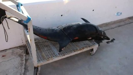 Bodrum'da Denize Giren Turistler Şok Oldu.