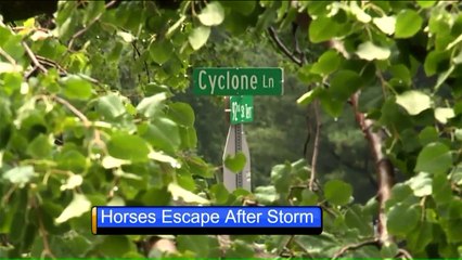 Neighbors Step in After Storm Sets Horses Loose in Missouri