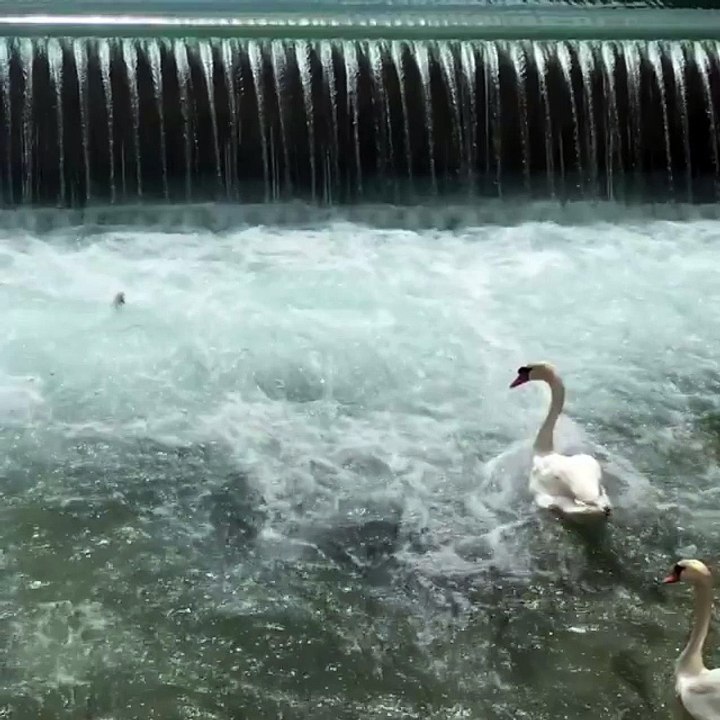 Baby Swan Rescue