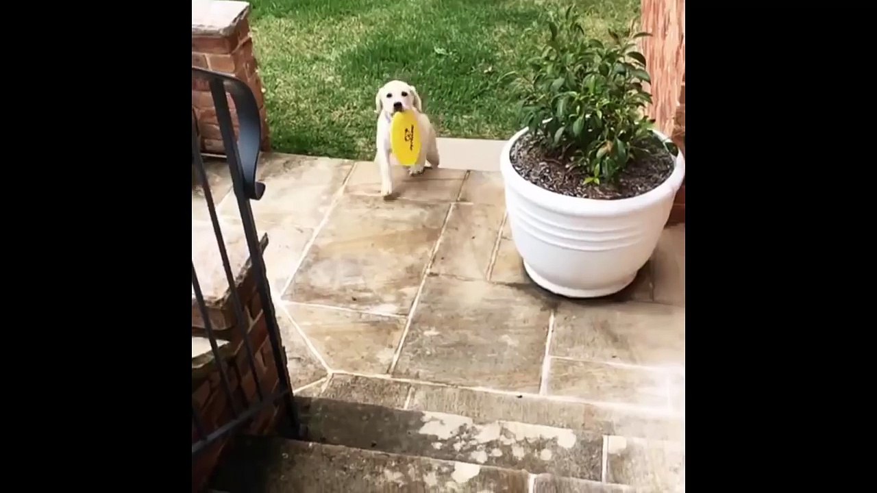 Labrador Retriever Puppies Funny Compilation - Best of 2017_13-06-2018_3