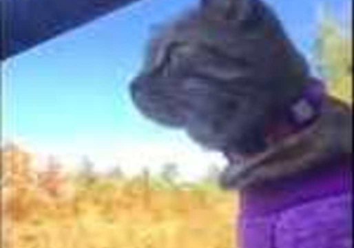 Cat Riding an ATV Is Cooler Than You