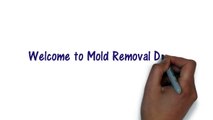 Emergency Mold Abatement Atlanta Review