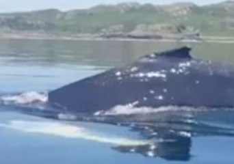 下载视频: Humpback Whale Swims Near Kayakers in the Sound of Kerrera, Scotland