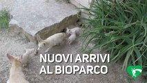 Il Bioparco di Roma diventa casa per questi cuccioli di fennec