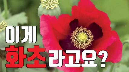 [자막뉴스] "양귀비 보고 화초라고"...신고해도 못 알아본 경찰 / YTN