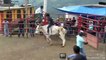 Jaripeo Extremo Ranchero Con Jinetes Montando Toros Salvajes De La Mejor Ganaderia