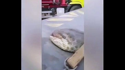 فيديو العثور على أضخم أفعى في العالم.. شاهدوا شكلها المرعب
