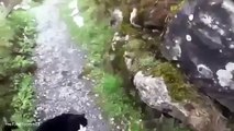 قط ينقذ سائح من الضياع في جبال سويسرا