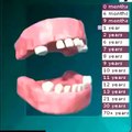 فيديو: مراحل ظهور الأسنان من عمر شهر وحتى الـ 70 عاماً