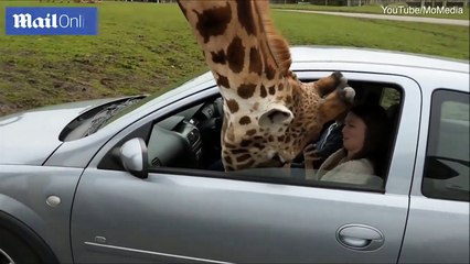 فيديو زرافة تدخل رأسها داخل سيارة وما حصل فاجأ الجميع