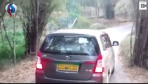 فيديو أسد شرس يهاجم سيارة عائلة في الهند، فماذا حل بهم؟